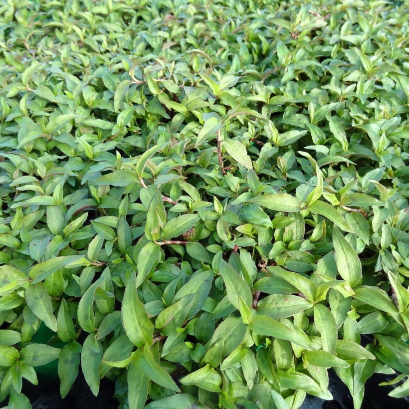 Vietnamese koriander - Persicaria odorata (jonge planten) (Plant habit)