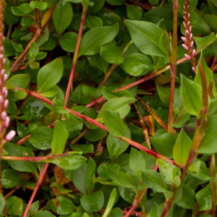 Persicaria vacciniifolia - Duizendknoop (Blad)
