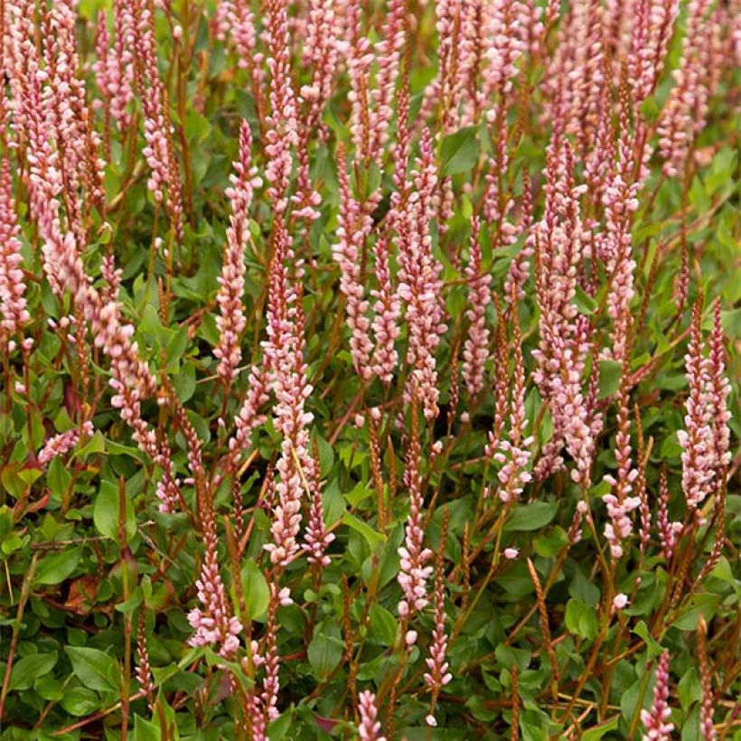 Persicaria vacciniifolia - Duizendknoop (Bloei)