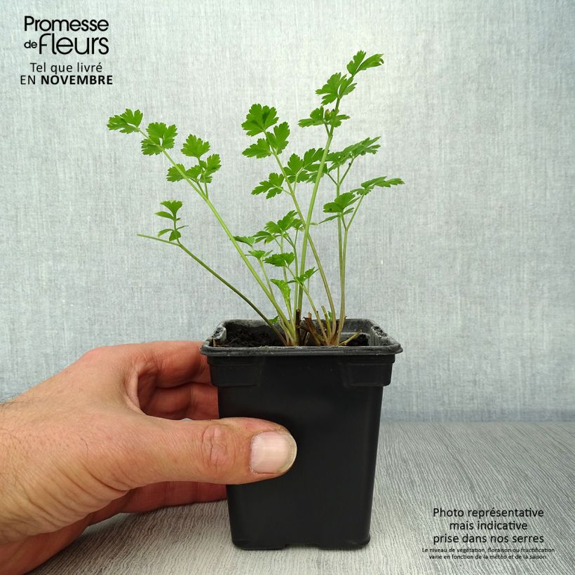 Exemplaar van Platte peterselie Gigante d'Italia BIO Kweekpotje van 8/9 cm zoals geleverd in de herfst