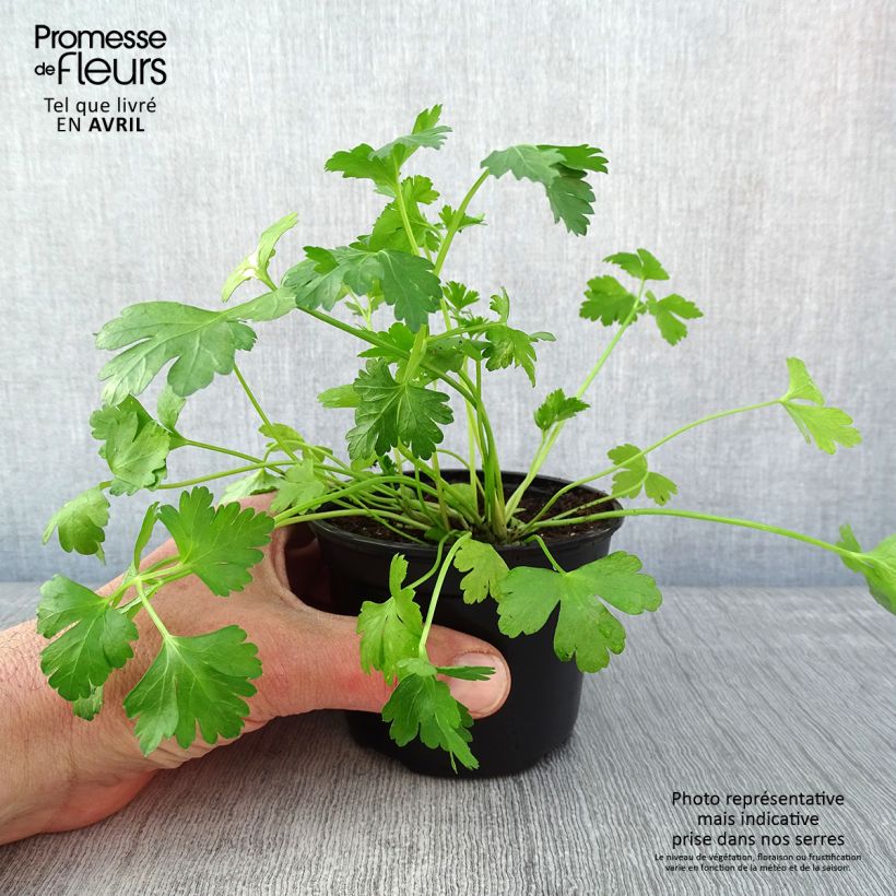 Exemplaar van Bladpeterselie Gigante d'Italia (jonge planten) Kweekpotje van 8/9 cm zoals geleverd in de lente