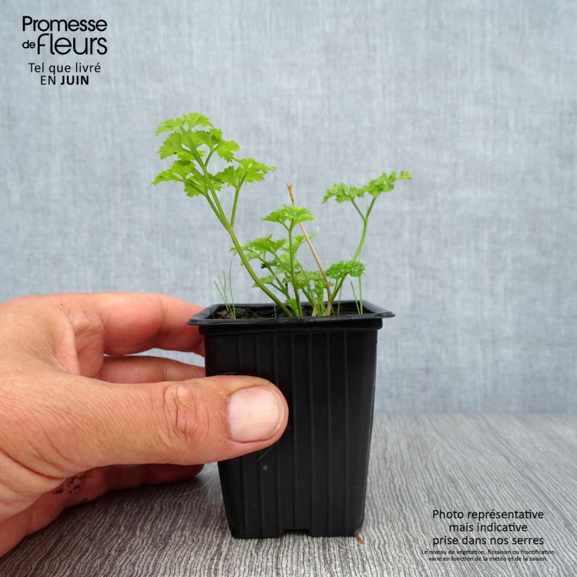 Exemplaar van Persil frisé vert foncé BIO Godet de 8 cm zoals geleverd in de zomer