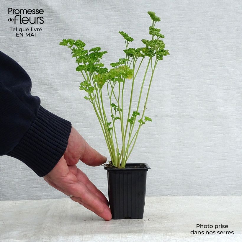 Exemplaar van Persil frisé vert foncé BIO Godet de 8 cm zoals geleverd in de lente