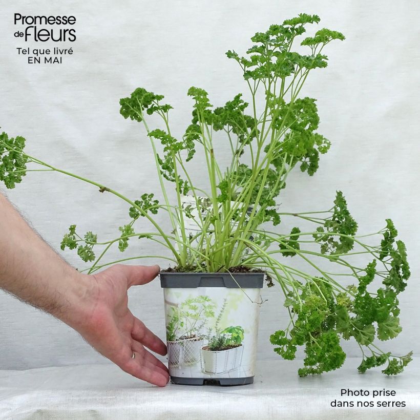 Exemplaar van Donkergroene  krulpeterselie BIO (jonge planten) Pot van 2 l/3 l zoals geleverd in de lente
