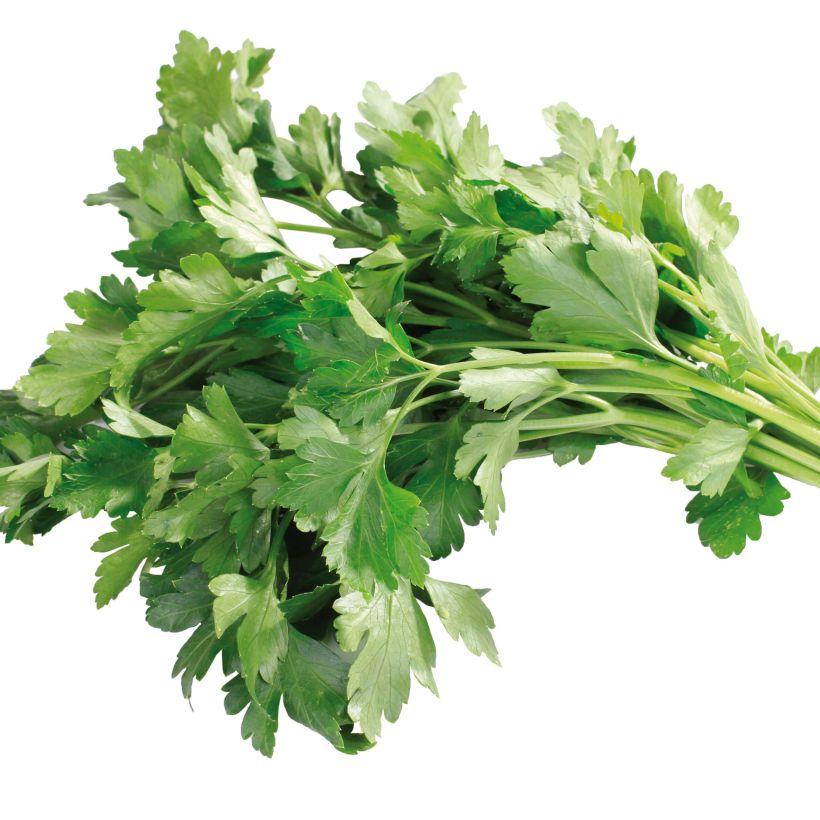 Bladpeterselie Gigante d'Italia (jonge planten) (Oogst)