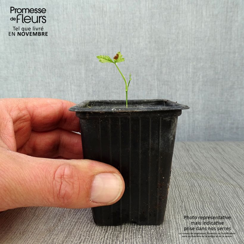 Exemplaar van Japanse peterselie BIO - Cryptotaenia japonica Kweekpotje van 7/8 cm zoals geleverd in de herfst