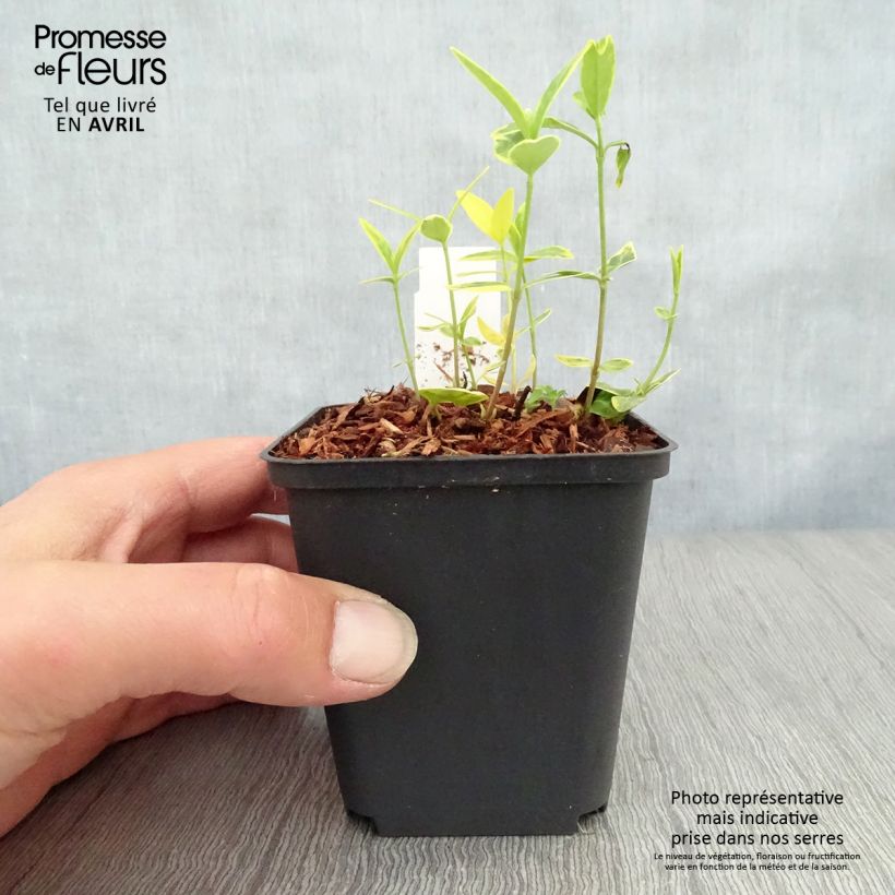 Exemplaar van Vinca minor Ralph Shugert - Kleine maagdenpalm Kweekpotje van 8/9 cm zoals geleverd in de lente