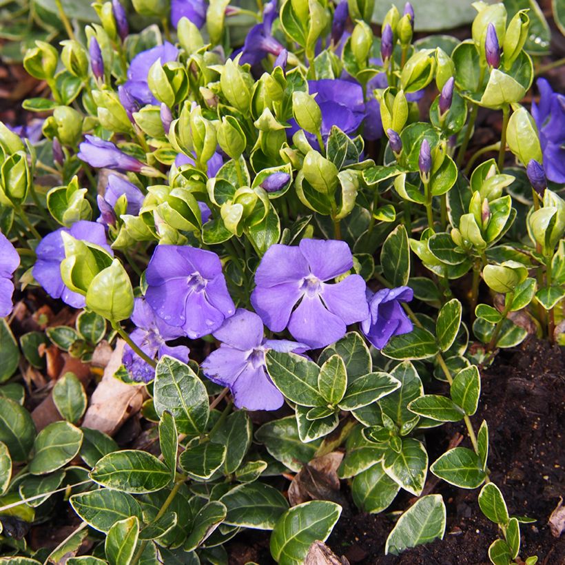 Vinca minor Ralph Shugert - Kleine maagdenpalm (Groeiplaats)