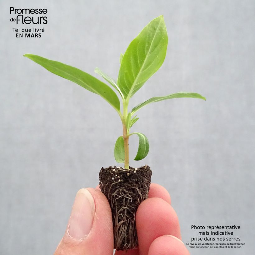 Exemplaar van Catharanthus roseus Titan F1 Blush - Roze maagdenpalm Mini-mot Ø 1,5/2,5 cm zoals geleverd in de lente