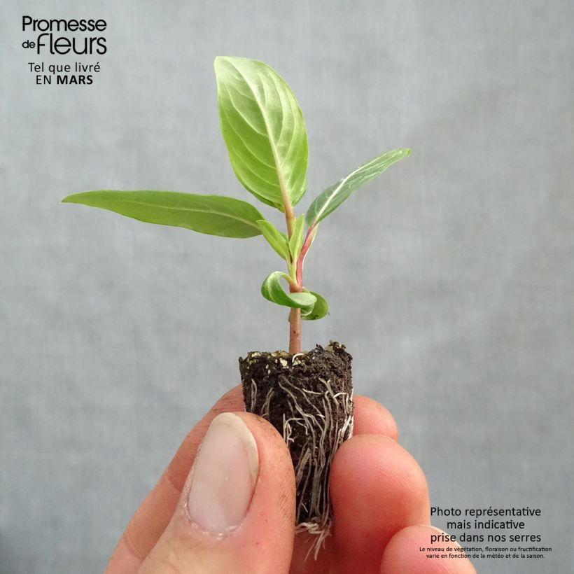 Exemplaar van Catharanthus roseus Titan F1 Lavender Blue Halo - Roze maagdenpalm Mini-mot Ø 1,5/2,5 cm zoals geleverd in de lente