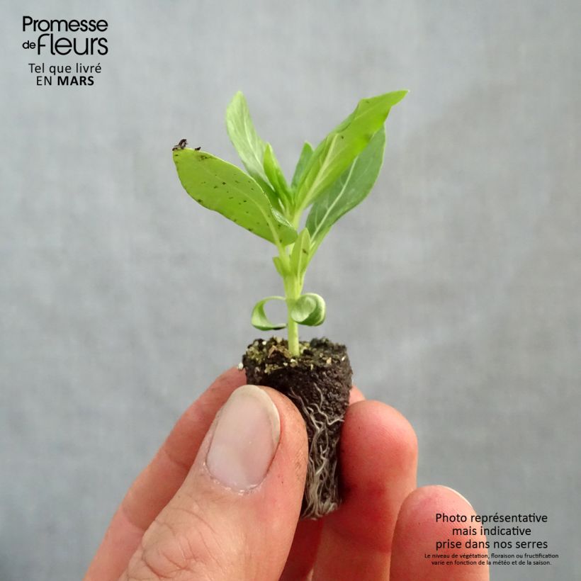 Exemplaar van Catharanthus roseus Titan F1 Wit - Madagaskische maagdenpalm Mini-mot Ø 1,5/2,5 cm zoals geleverd in de lente