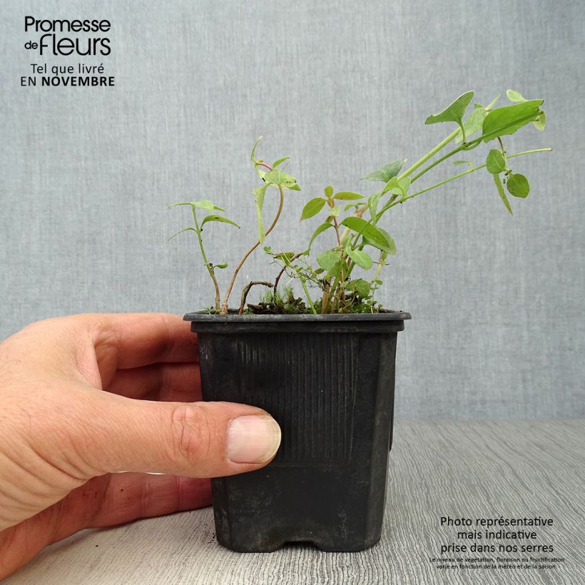 Exemplaar van Vinca difformis - Maagdenpalm Kweekpotje van 8/9 cm zoals geleverd in de herfst