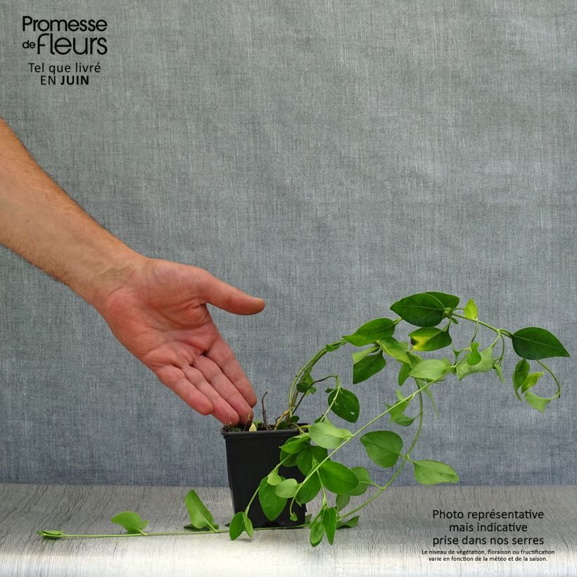 Exemplaar van Vinca difformis - Maagdenpalm Kweekpotje van 8/9 cm zoals geleverd in de zomer