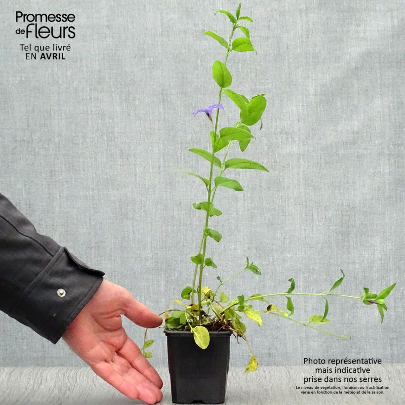 Exemplaar van Vinca difformis - Maagdenpalm Kweekpotje van 8/9 cm zoals geleverd in de lente