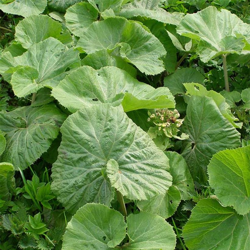 Petasites albus - Wit hoefblad (Blad)
