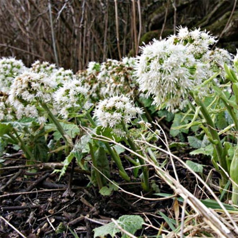 Petasites albus - Wit hoefblad (Bloei)