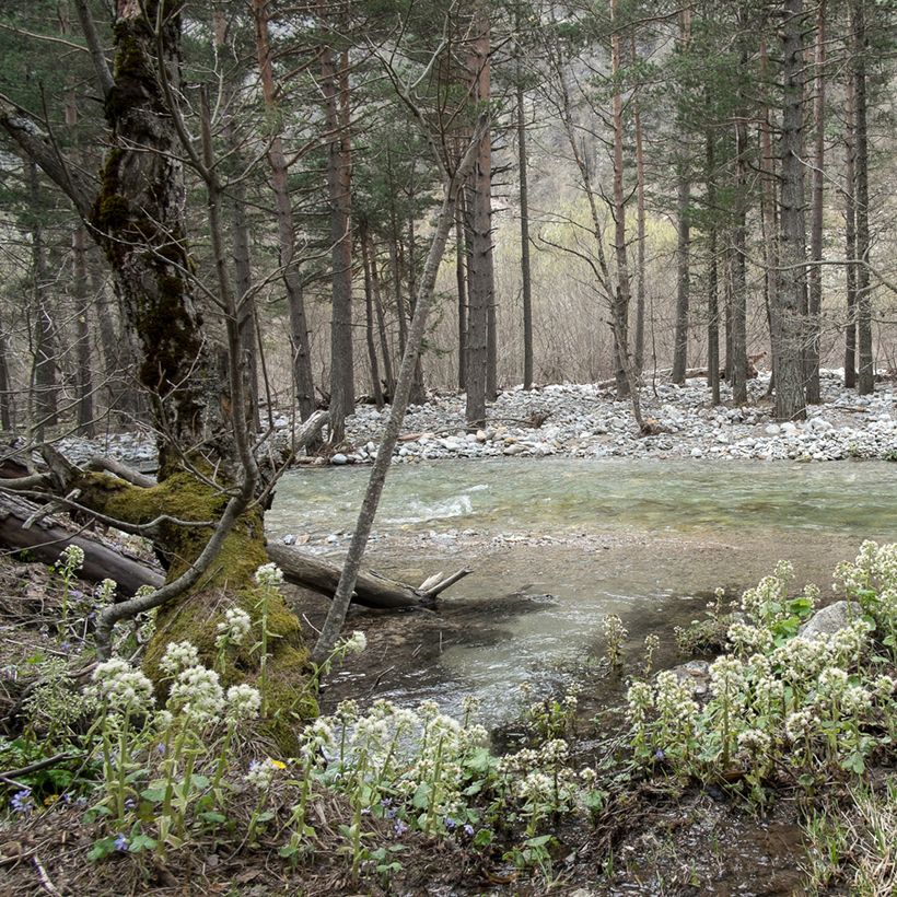 Petasites albus - Wit hoefblad (Groeiplaats)