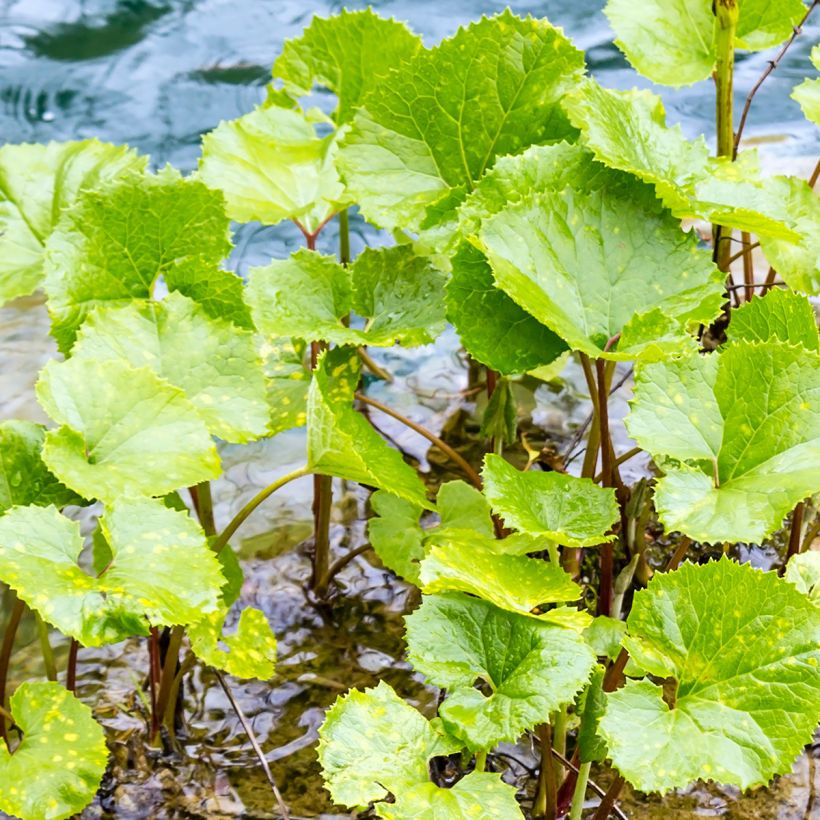 Petasites fragrans - Winterheliotroop (Blad)