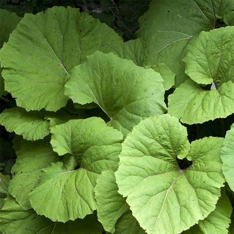 Petasites hybridus - Groot hoefblad (Blad)