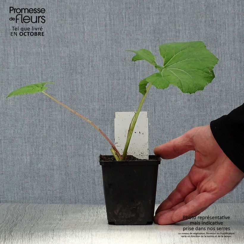 Exemplaar van Petasites hybridus - Groot hoefblad Kweekpotje van 8/9 cm zoals geleverd in de herfst