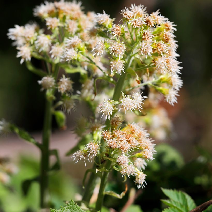 Petasites hybridus - Groot hoefblad (Bloei)