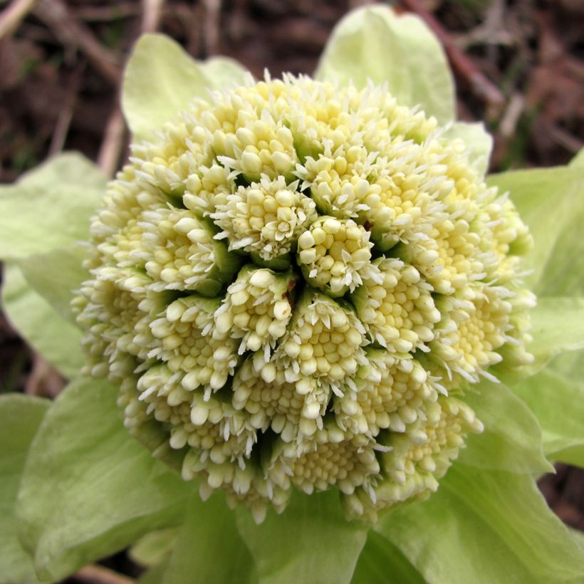 Petasites japonicus - Japans hoefblad (Bloei)