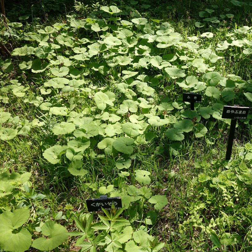 Petasites japonicus - Japans hoefblad (Groeiplaats)