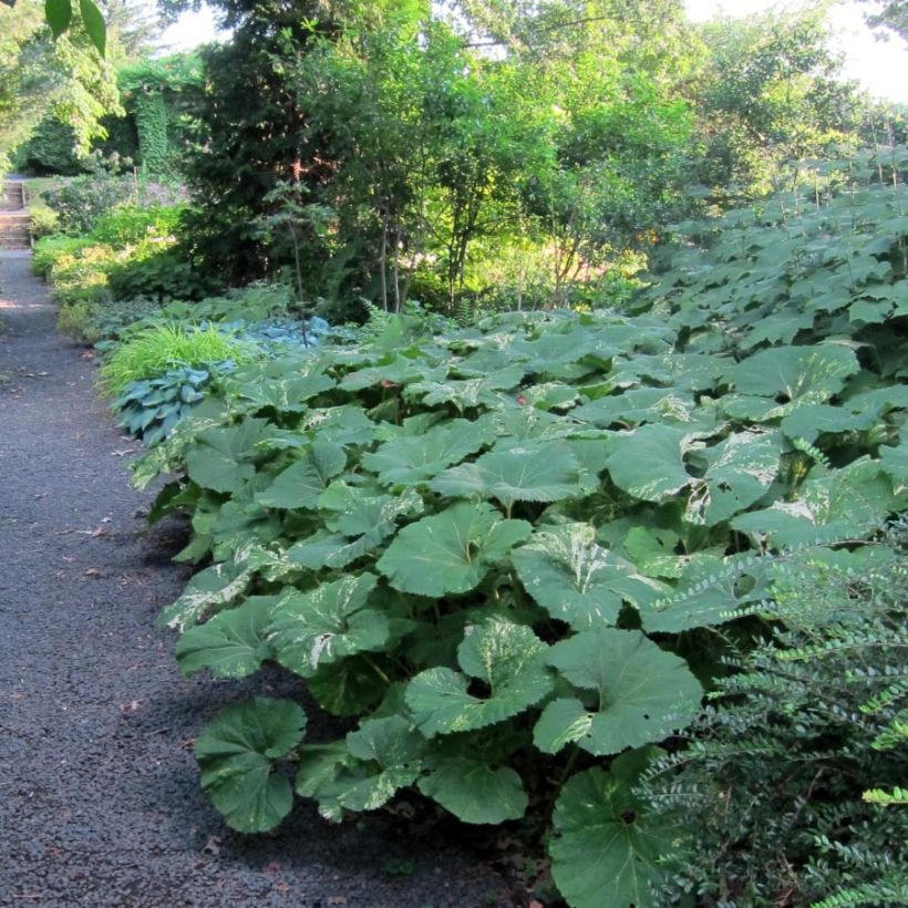 Petasites japonicus variegatus - Japans hoefblad (Blad)