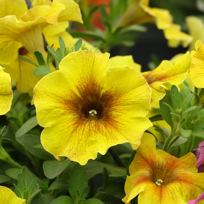 Petchoa BeautiCal Caramel Yellow - Calitunia (Bloei)