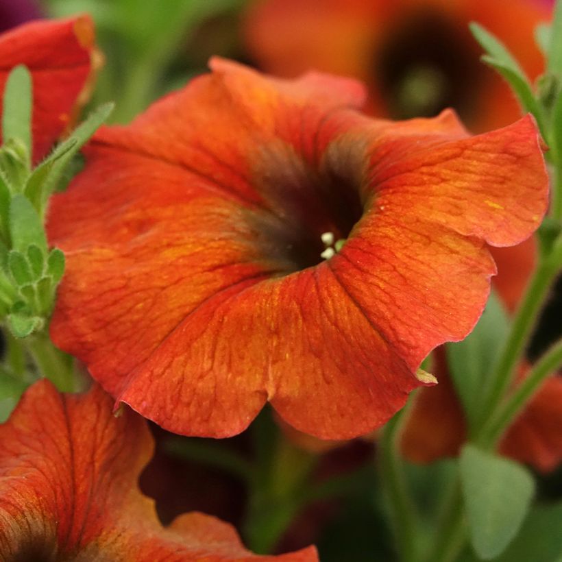 Petchoa BeautiCal Cinnamon - Calitunia (Bloei)