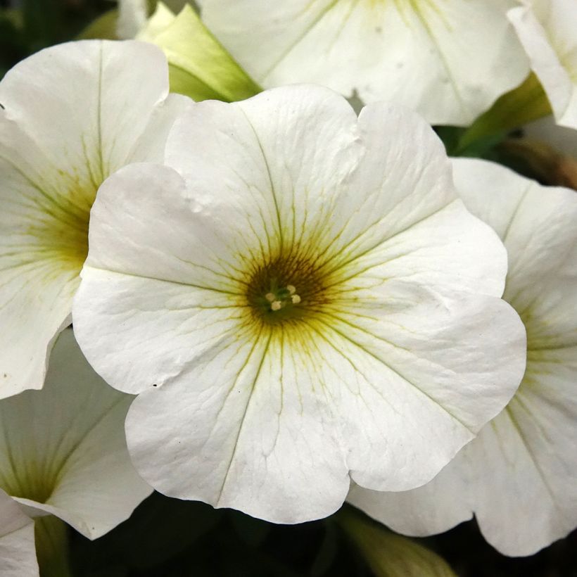 Petchoa BeautiCal Pearl White - Calitunia (Bloei)