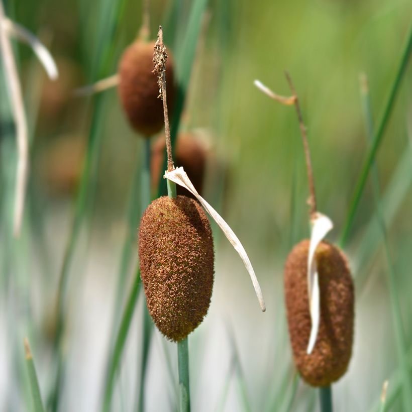 Typha minima - Dwerglisdodde (Bloei)
