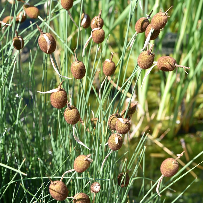 Typha minima - Dwerglisdodde (Groeiplaats)