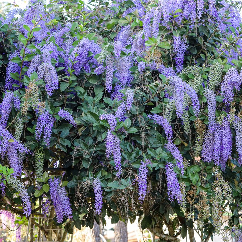 Petrea volubilis - Bloem van God (Groeiplaats)