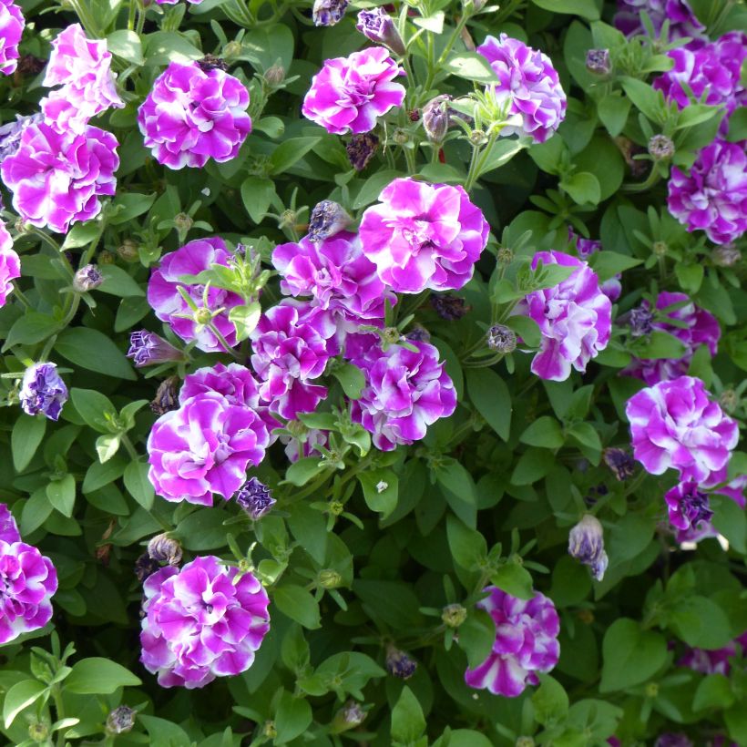 Petunia Amarena Twist - Hangpetunia (Bloei)