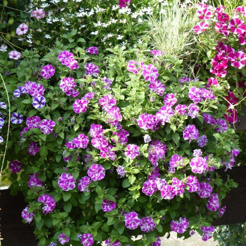 Petunia Amarena Twist - Hangpetunia (Groeiplaats)