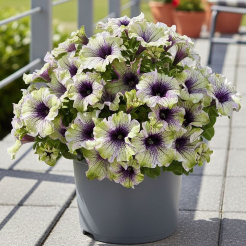 Pétunia Amazonas Plum Cockatoo (Groeiplaats)