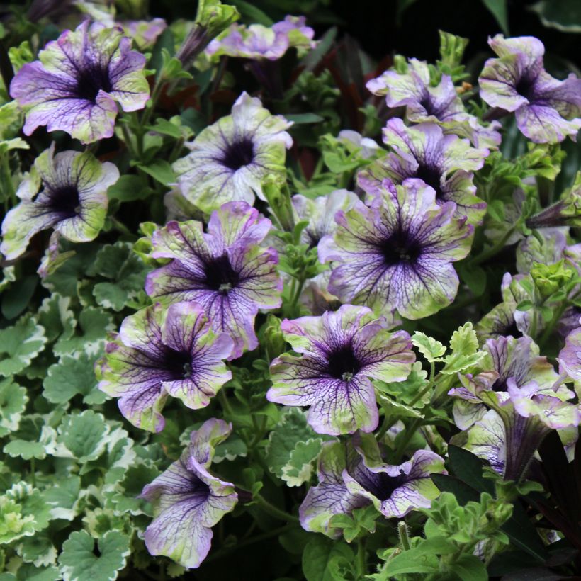 Pétunia Amazonas Plum Cockatoo (Bloei)