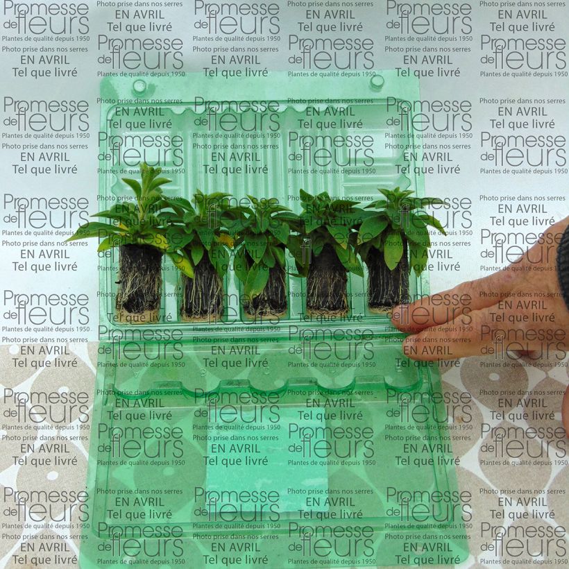 Voorbeeld van een exemplaar van Petunia Designer Rose Star - Hangpetunia Mini-mot Ø 3/4 cm zoals geleverd