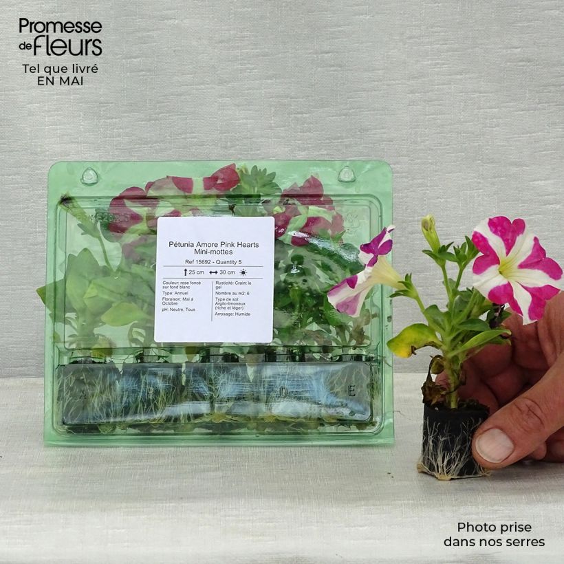 Exemplaar van Petunia Amore Pink Hearts - Hangpetunia Mini-mot Ø 3/4 cm zoals geleverd in de lente