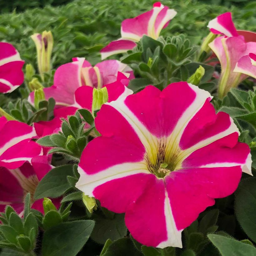 Petunia Amore Pink Hearts - Hangpetunia (Bloei)