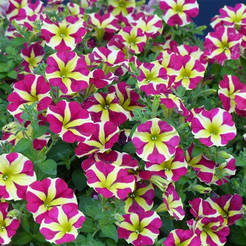 Petunia Amore Queen of Hearts - Hangpetunia (Bloei)