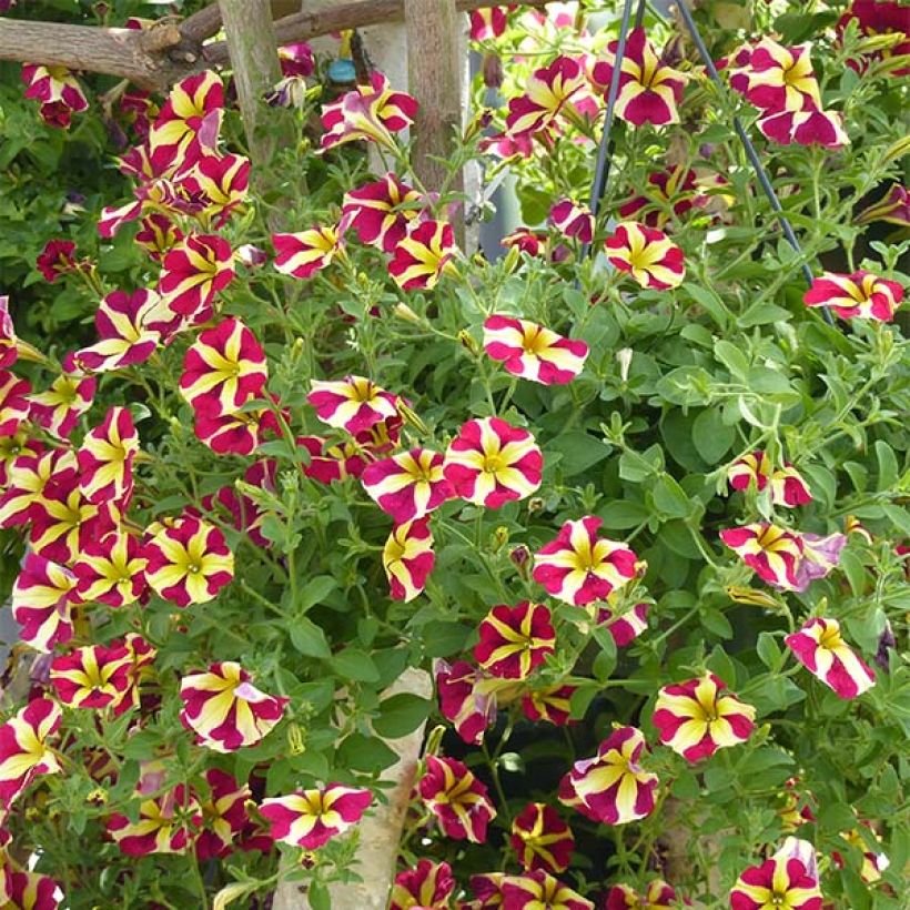 Petunia Amore Queen of Hearts - Hangpetunia (Groeiplaats)