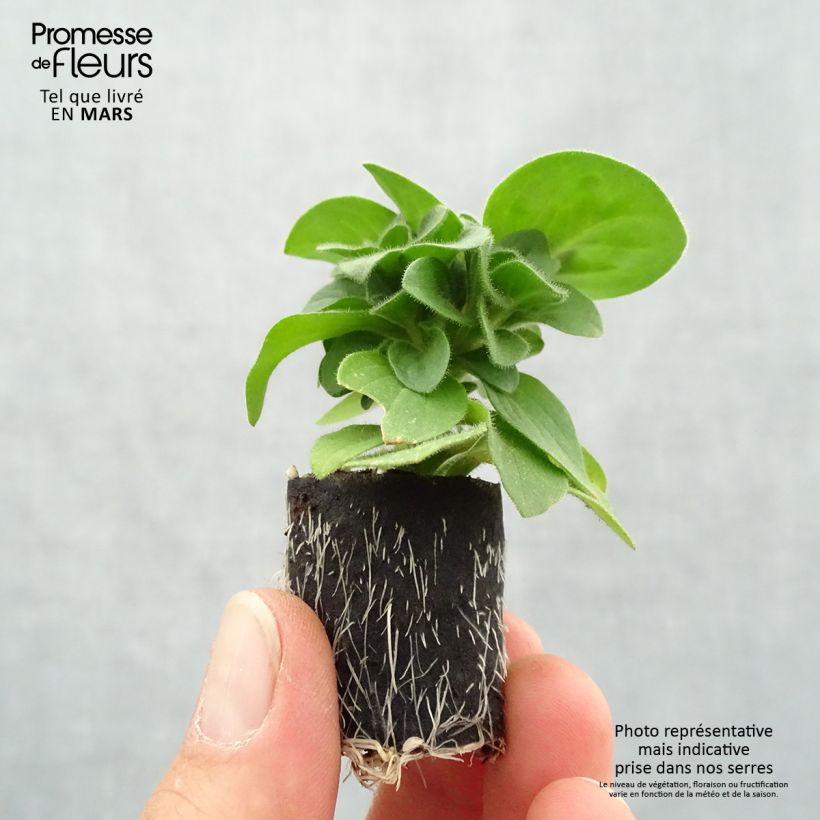 Exemplaar van Petunia Amore Queen of Hearts - Hangpetunia Mini-mot Ø 3/4 cm zoals geleverd in de lente