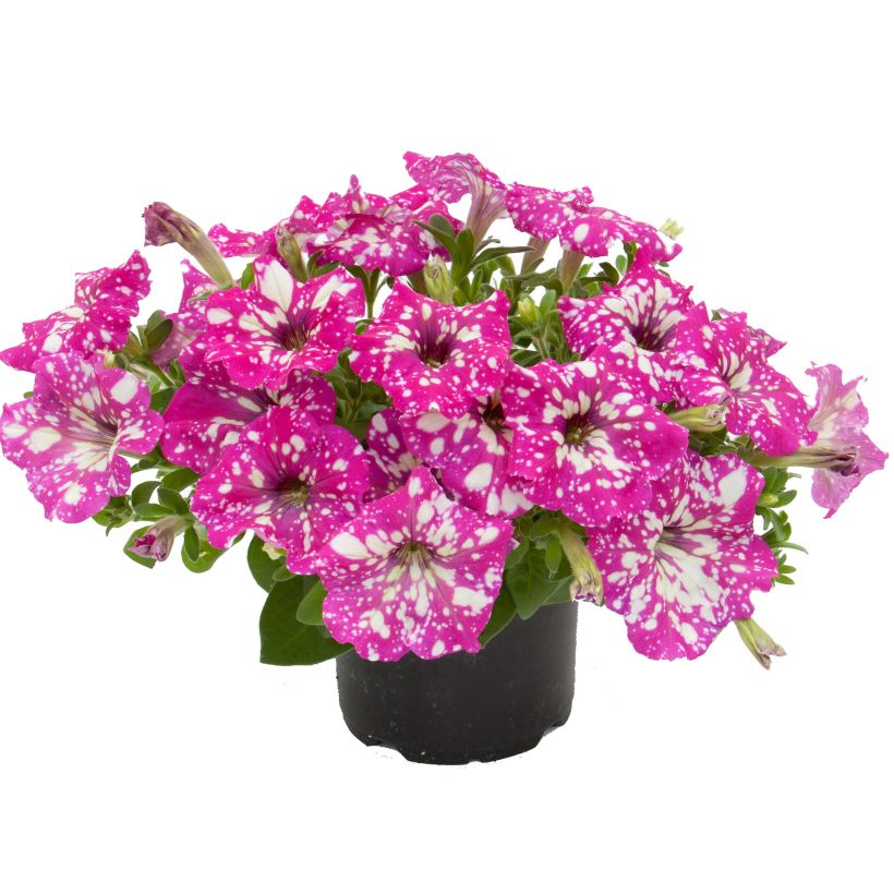 Petunia Royal Sky - Hangpetunia (Groeiplaats)