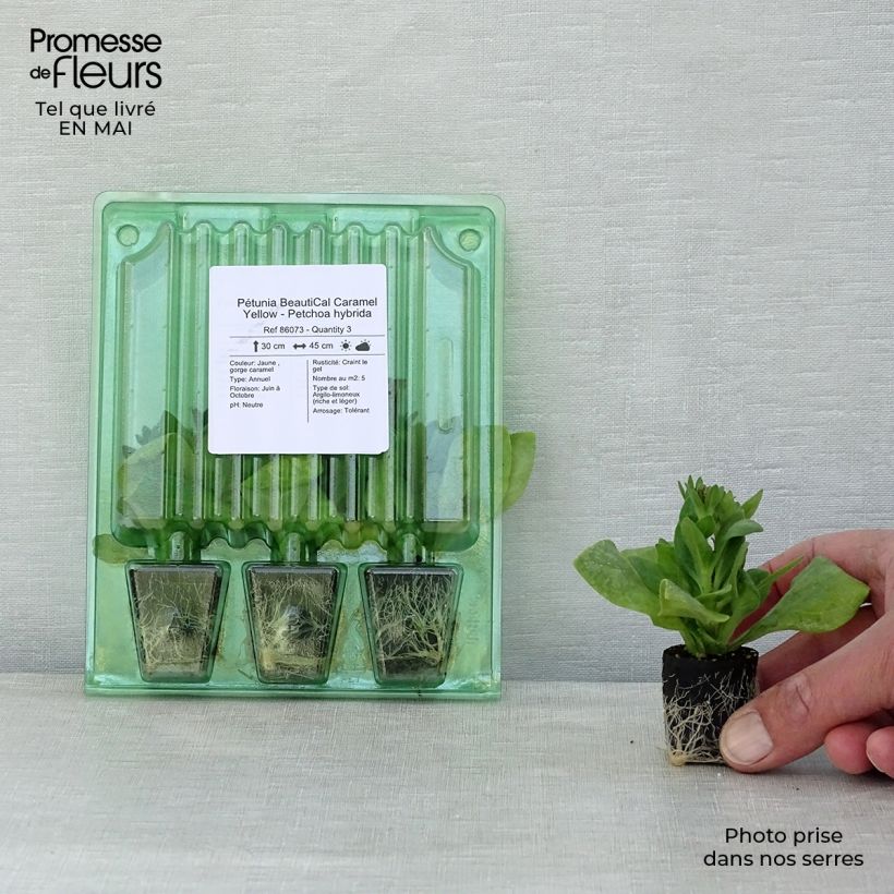 Exemplaar van Petchoa BeautiCal Caramel Yellow - Calitunia Mini-mot Ø 3/4 cm zoals geleverd in de lente