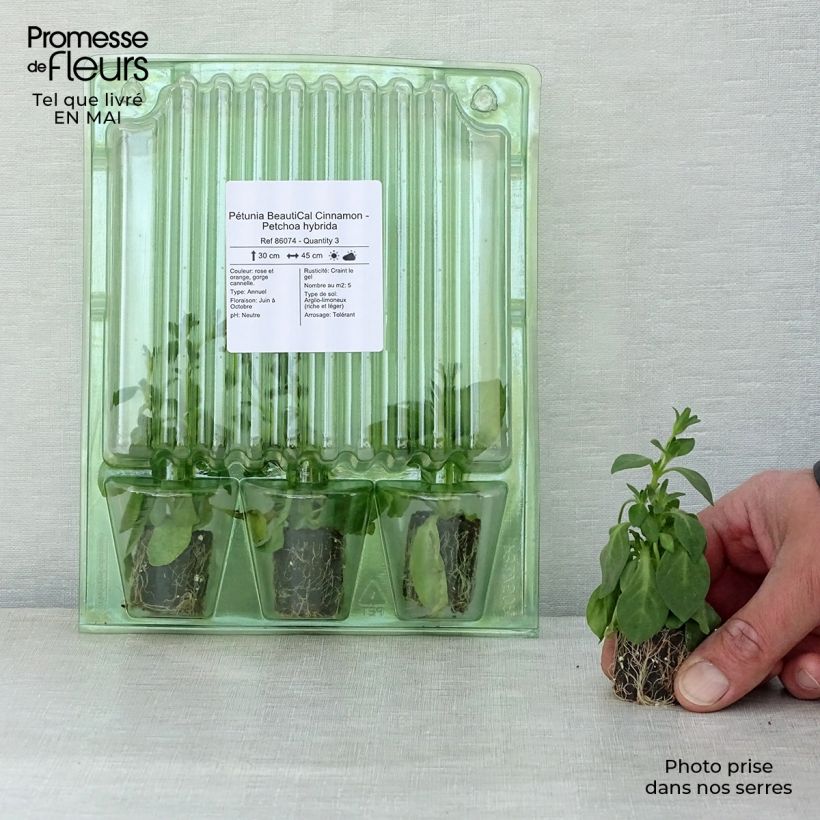 Exemplaar van Petchoa BeautiCal Cinnamon - Calitunia Mini-mot Ø 3/4 cm zoals geleverd in de lente