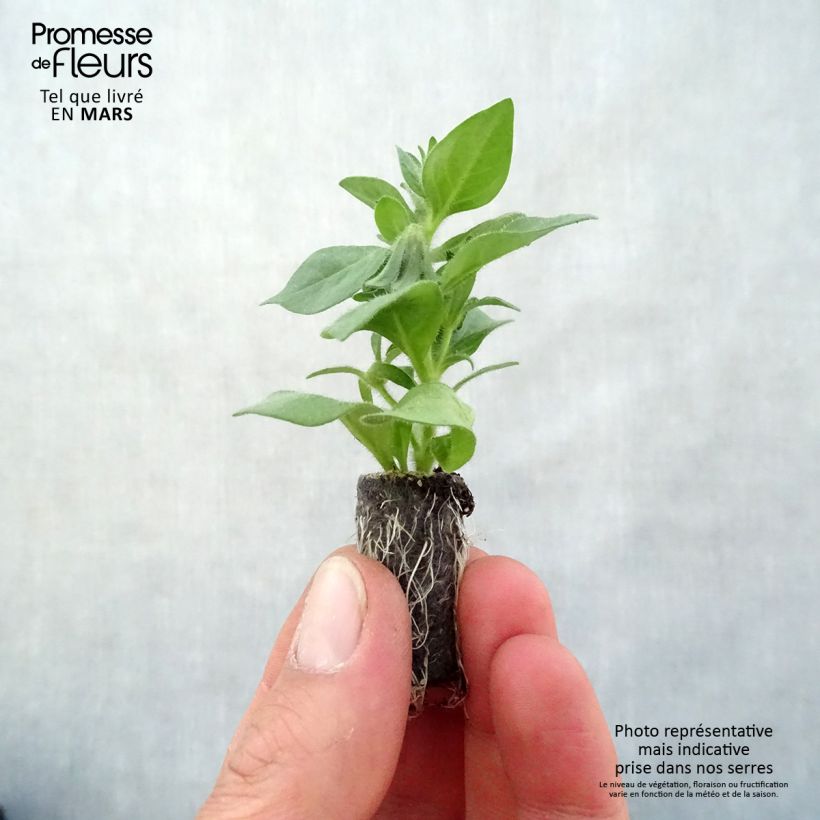 Exemplaar van Petchoa BeautiCal Pearl White - Calitunia Mini-mot Ø 3/4 cm zoals geleverd in de lente