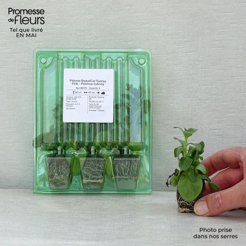 Exemplaar van Petchoa BeautiCal Sunray Pink - Calitunia Mini-mot Ø 3/4 cm zoals geleverd in de lente