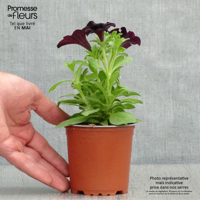 Exemplaar van Petunia Black Ray - Hangpetunia Kweekpotje van 8/9 cm zoals geleverd in de lente